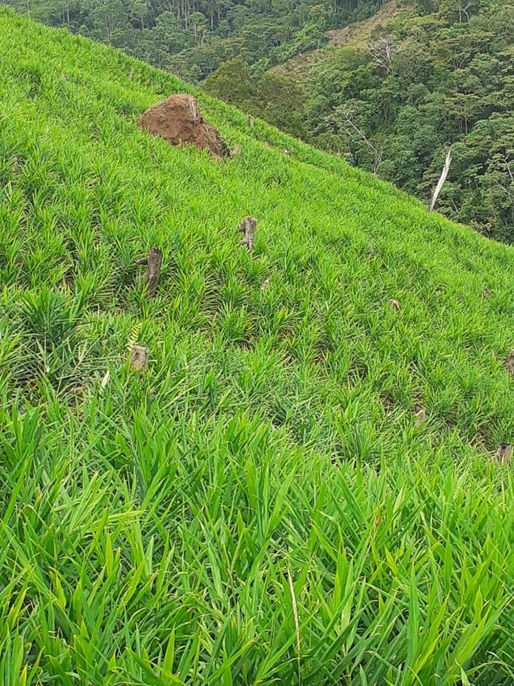 Siembra