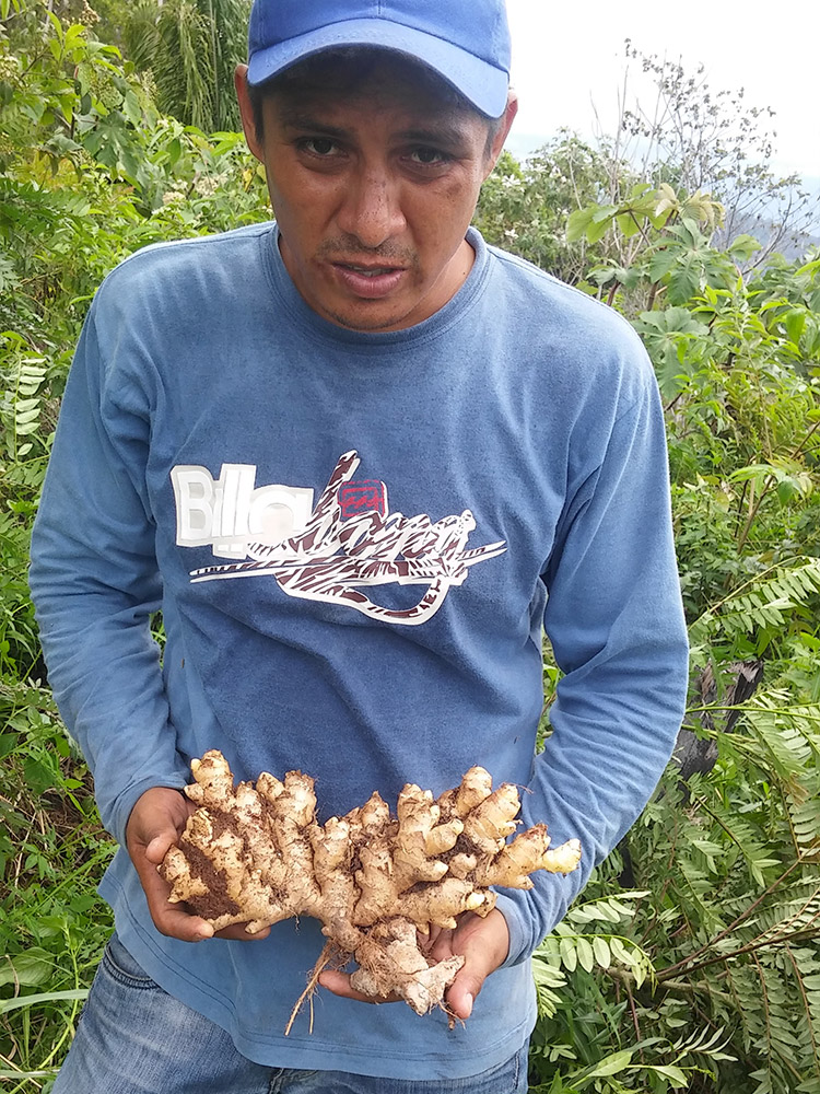 APASEM Cosecha