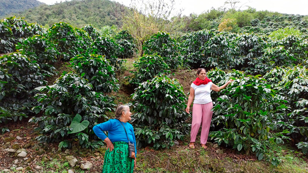 APASEM Plantaciones