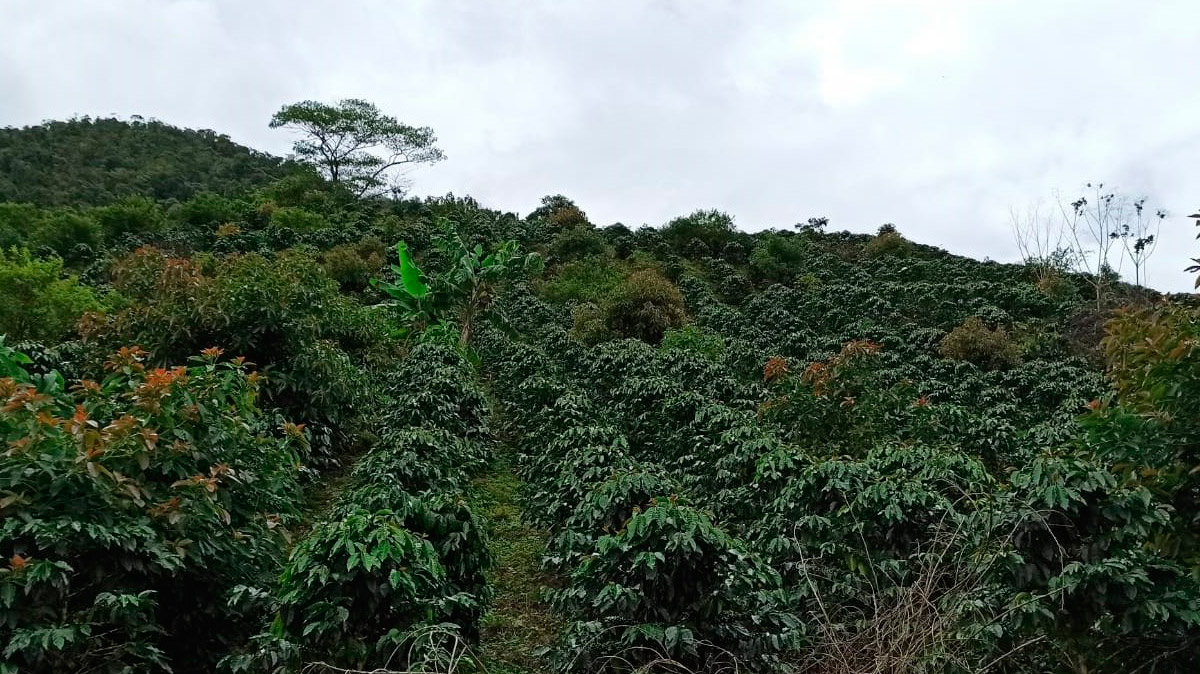 APASEM Plantaciones