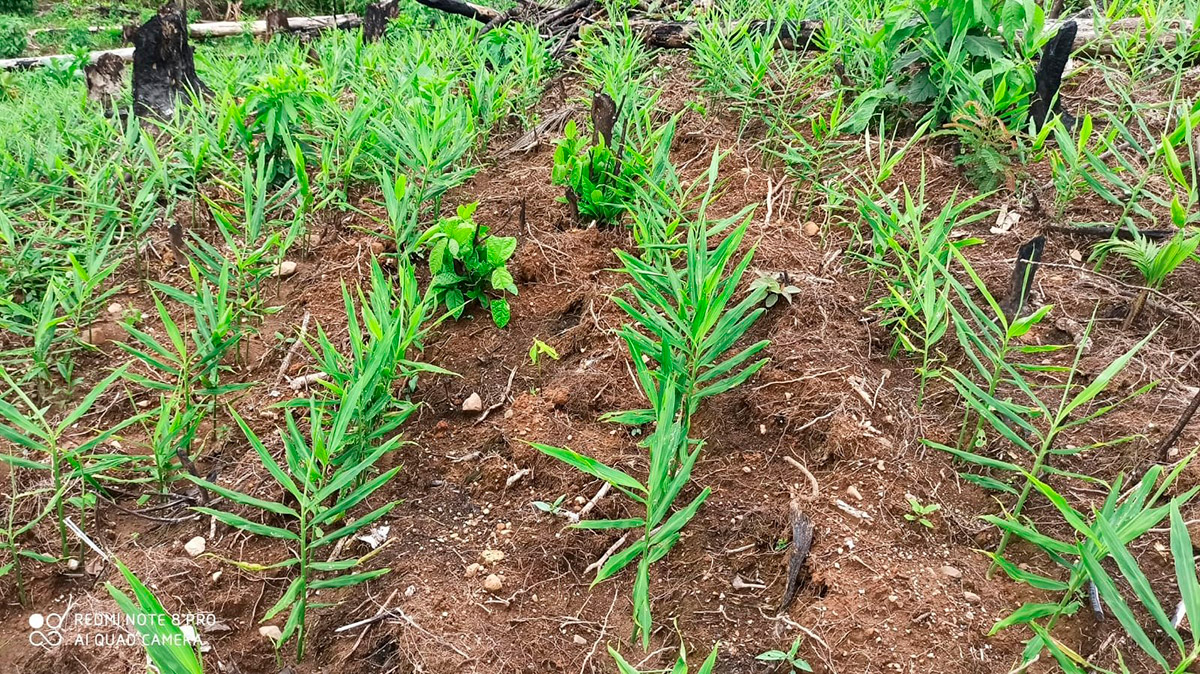 APASEM Plantaciones