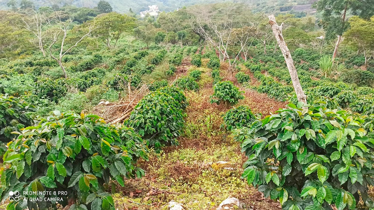 APASEM Plantaciones