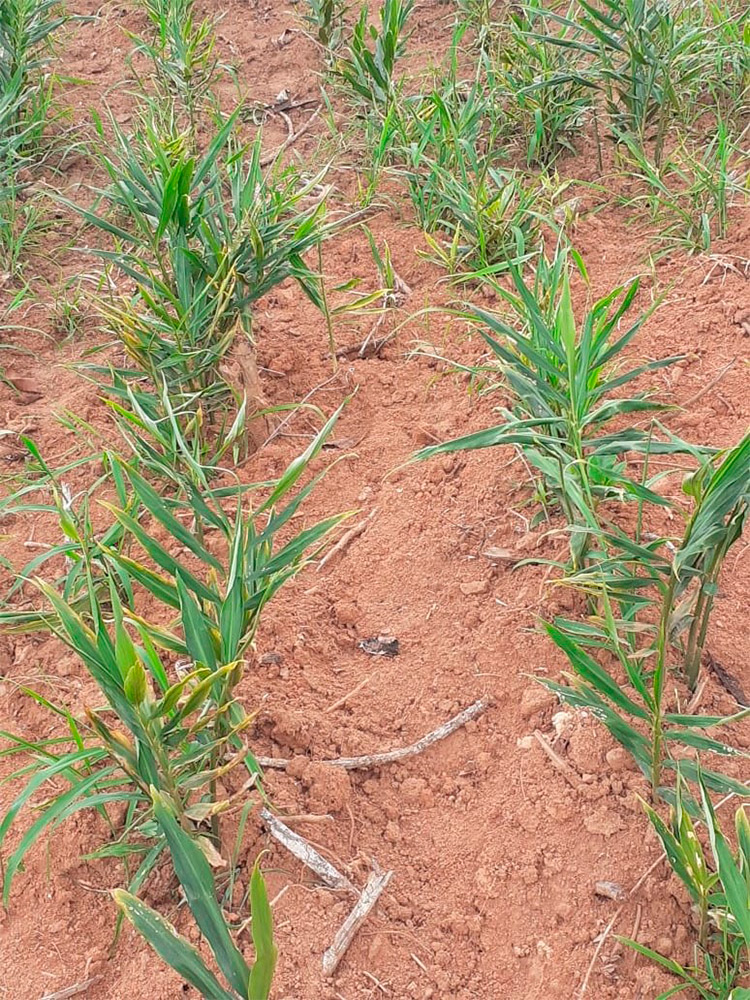 APASEM Plantaciones