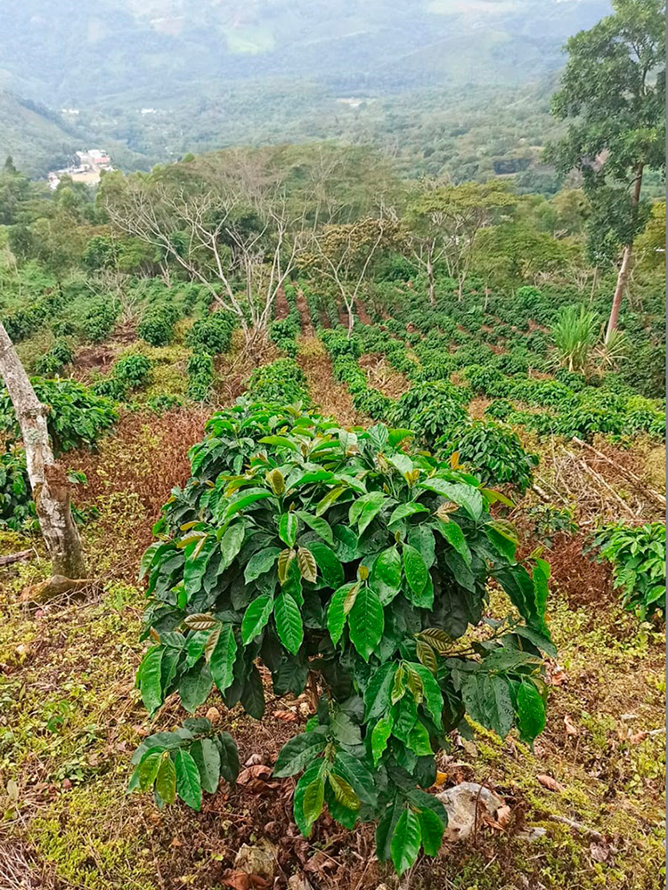 APASEM Plantaciones