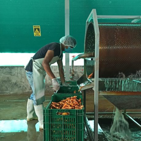 APASEM Lavado de Materia Prima